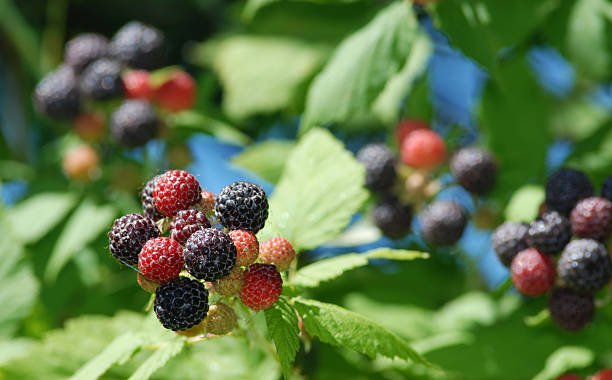 Blackberries stock photo