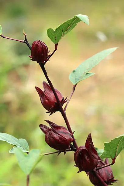 Close up Hibiscus sabdariffa or roselle fruits on tree