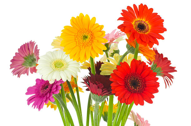 istock Mix of gerber flowers 464271533