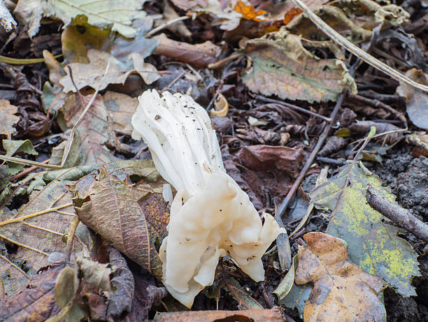 istock White or elfin saddle fungus in autumn 464271841