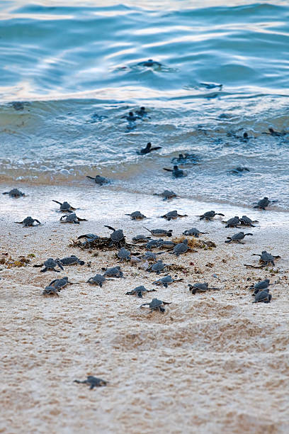 turtle hatchlings - turtle young animal beach sand fotografías e imágenes de stock