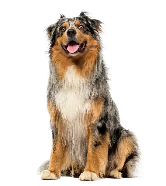 Australian shepherd blue merle, sitting, panting and looking up, 4 years old, isolated on white
