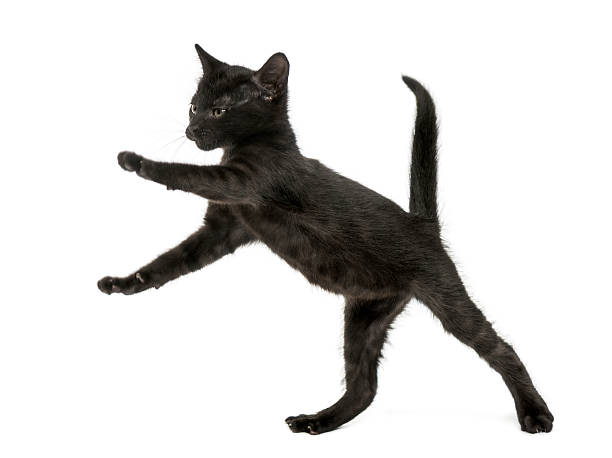 istock Black kitten standing on hind legs, playing, 2 months old 464275527