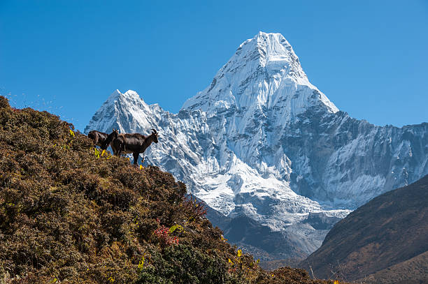 istock Himalayan Tahr and Mt. Ama Dablam 464275705