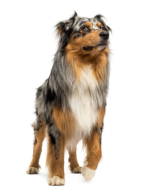 istock Australian shepherd blue merle standing, looking up, 4 years old 464275819