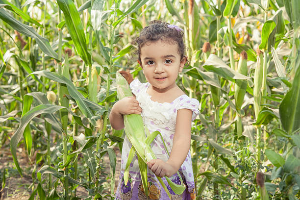 beautiful small girl in the corn farm - iranian girl bildbanksfoton och bilder