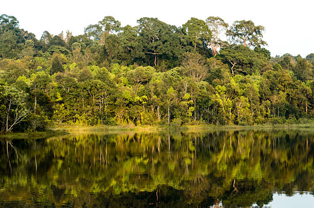 istock View at Kaoyai National Park, Thailand. 464275909