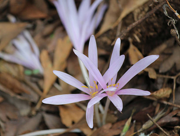 istock Flowers of Wild Crocus cancellatus 464276471