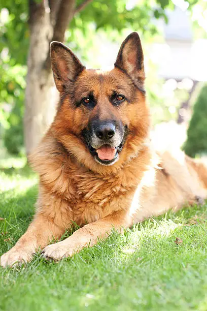 Photo of German shepherd lying on the grass