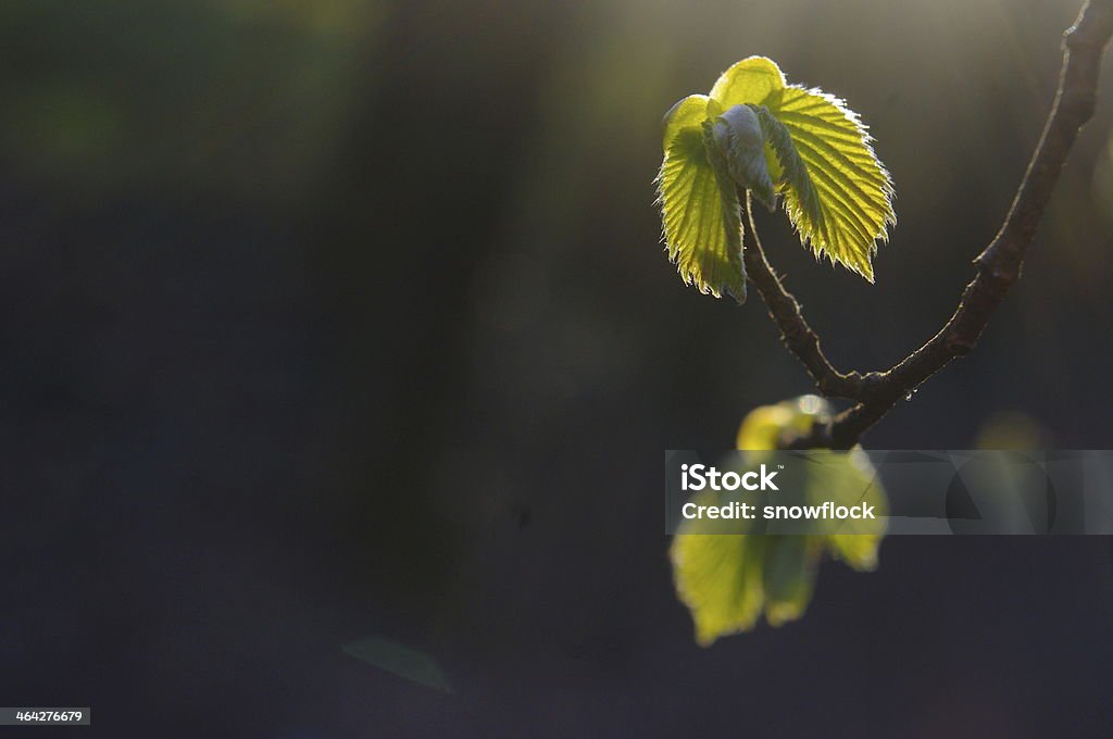 Spring bud. Composition of nature. Affectionate Stock Photo