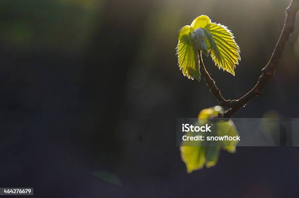 Spring Bud Composition Of Nature Stock Photo - Download Image Now - Affectionate, Animal Body Part, Animal Limb