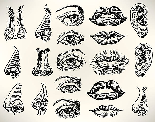 Human Features - Eye, Mouth, Ear, Nose Pen and ink illustrations of Human Features - Eye, Mouth, Ear, Nose. Check out my "Family Matters" light box for more. human nose stock illustrations