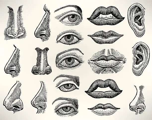 Vector illustration of Human Features - Eye, Mouth, Ear, Nose