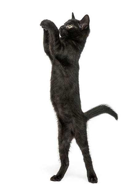 istock Black kitten standing on hind legs, reaching, pawing up 464278821