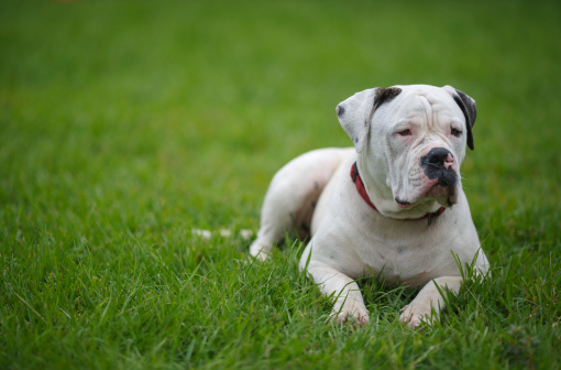American Bulldog, 8 months -  Standard type also knows as Performance of Scott type -  lying on green grass but watchful