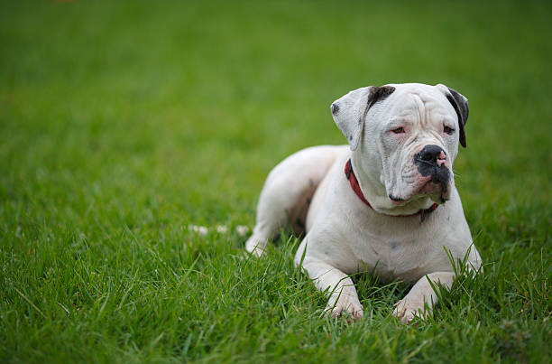American Bulldog Standard Type American Bulldog, 8 months -  Standard type also knows as Performance of Scott type -  lying on green grass but watchful american bulldog stock pictures, royalty-free photos & images