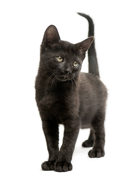 istock Black kitten standing, looking away, 2 months old, isolated 464279861