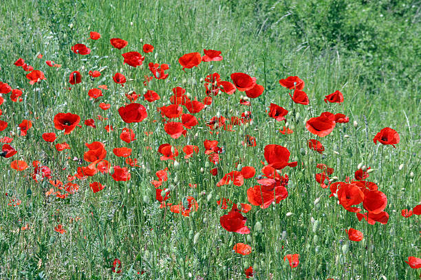 istock Red Poppy flowers 464281289
