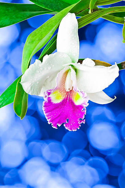 branco e vermelho orquídea - bud scar imagens e fotografias de stock