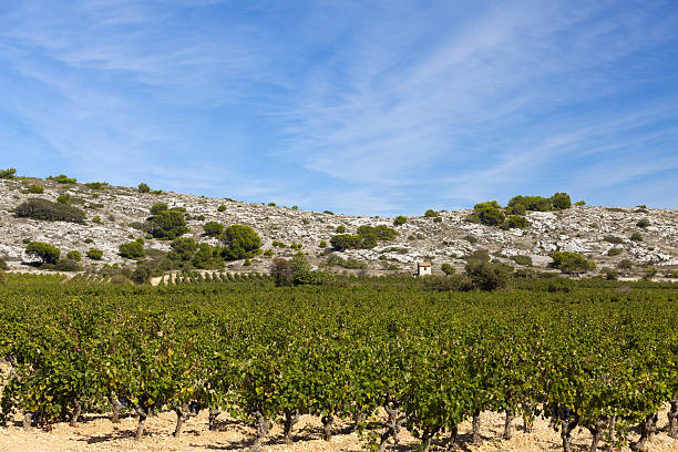 istock Vineyard in south france 464284685