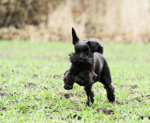 istock miniature schnauzer puppy dog dancing walking 464291861