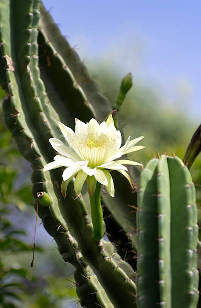 fiore di cactus - flower desert single flower cactus foto e immagini stock