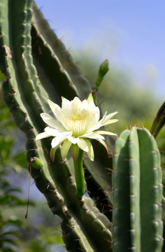 Closeup of a flowering cactus plant taken on a tea plantation in Kenya, Africa.