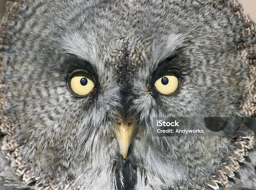 Bartkauz (Strix Nebulosa - Lizenzfrei Bartkauz Stock-Foto