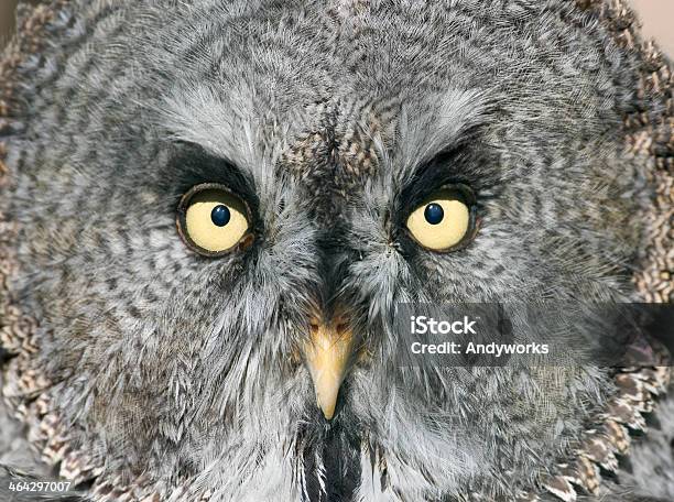 Bartkauz Strix Nebulosa Stockfoto und mehr Bilder von Bartkauz - Bartkauz, Einzelnes Tier, Eule