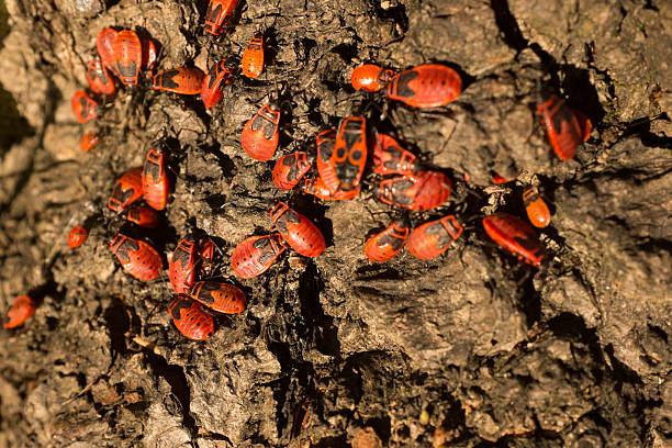 istock Detail of bugs 464297991