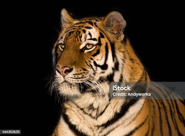 Sibirischer Tiger Stockfoto und mehr Bilder von Schwarzer Hintergrund - Schwarzer Hintergrund, Wilde Tiere, Fotografie