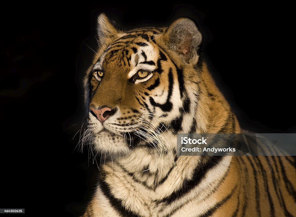 Tigre-da-Sibéria - Foto de stock de Fauna Silvestre royalty-free