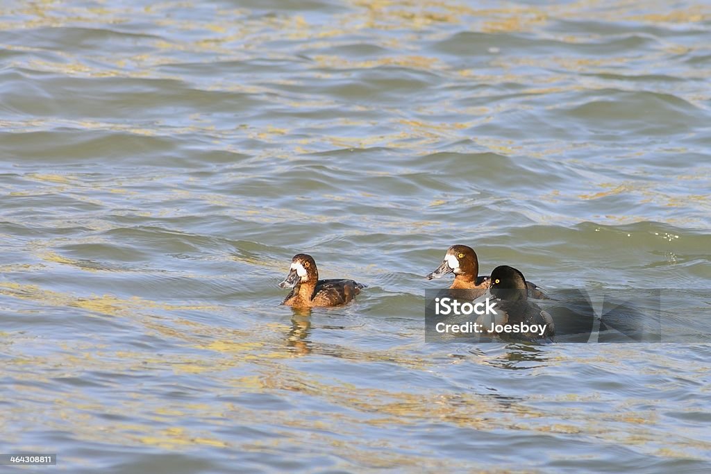 Menor Scaup família - Foto de stock de Animais Machos royalty-free