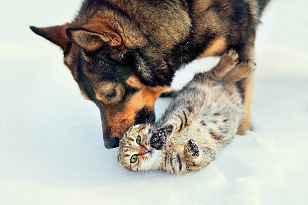 istock Dog and cat in the snow 464308827