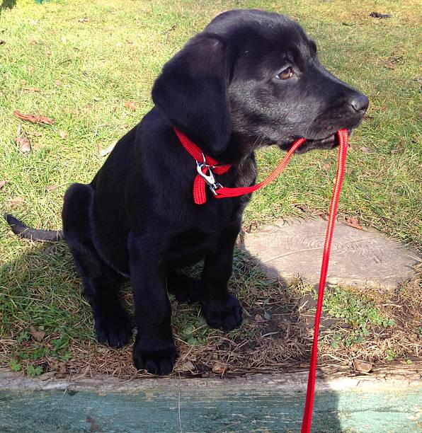 istock Black labrador puppy carrying her lead 464309559