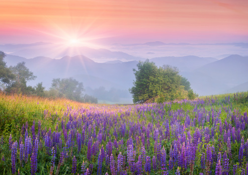 Lupine flowers in dew on the meadow in the mountains of the cool early morning