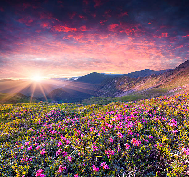 マジカホッコクシャクナゲの花では、夏季の山。 - mountain sunset heaven flower ストックフォトと画像