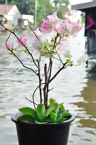 Bougainvillea flowers in plant-pot on waterside.