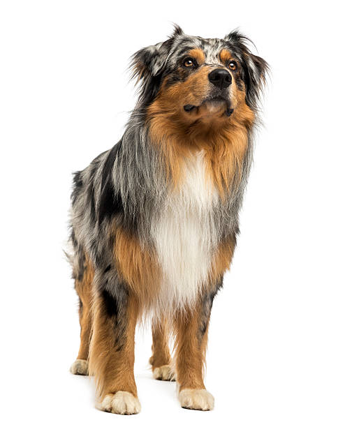istock Australian shepherd blue merle standing, looking up, 4 years old 464312475
