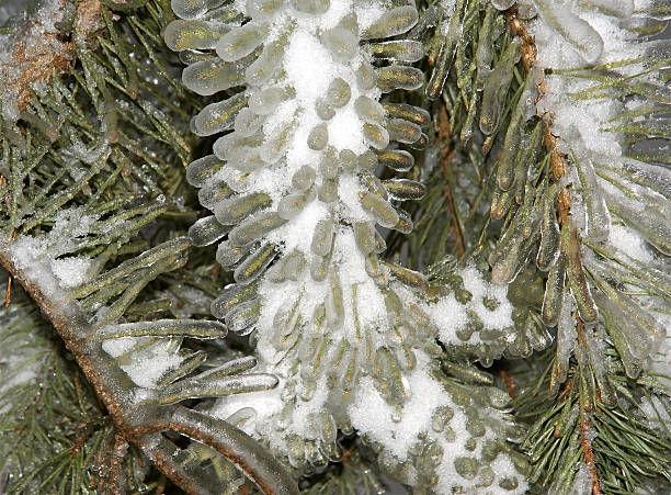 istock Frozen twigs eaten with ice and snow, close-up 464317157