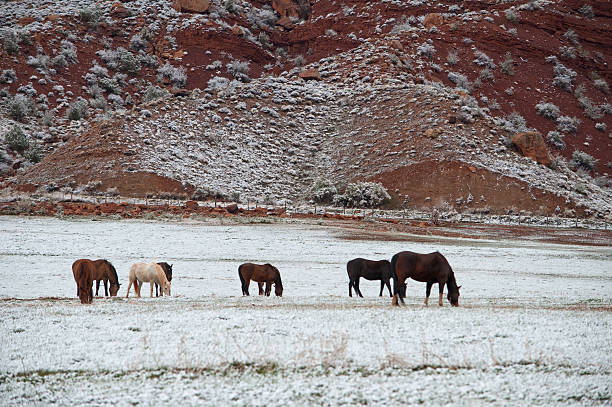 pferde grasen - prairie farm winter snow stock-fotos und bilder