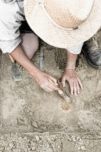 Paleontologist working in the field, recovering ancient ammonite fossil
