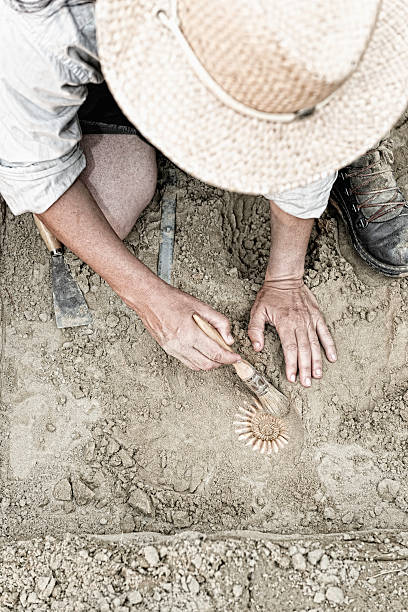 Paleontology Paleontologist working in the field, recovering ancient ammonite fossil paleontologist stock pictures, royalty-free photos & images