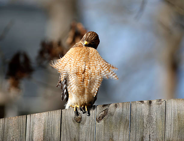 istock Hawk perched on wooden fence bathing itself ruffling feather 464322813