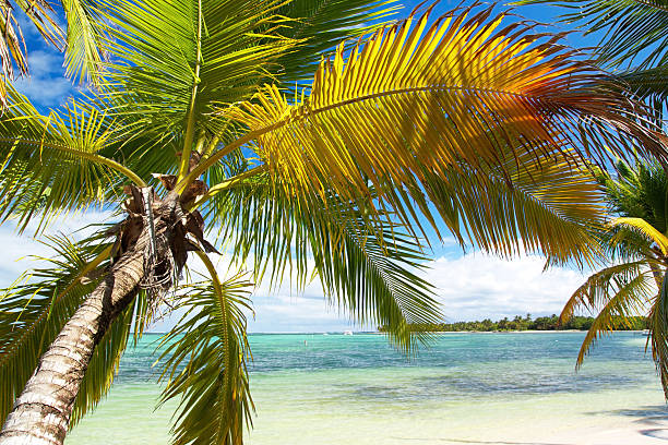 istock Calm palm on caribbean sea 464323659