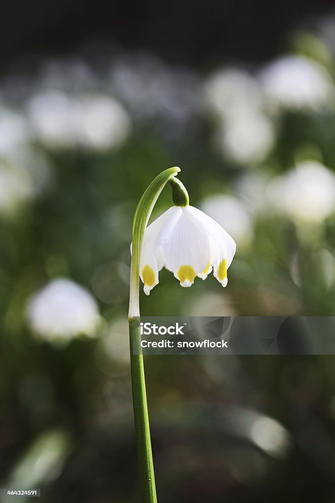 Easter egg meadow snowdrop Easter egg meadow snowdrop snowflake outside in the meadow Animal Egg Stock Photo