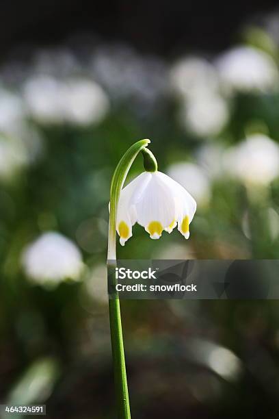 Easter Egg Meadow Snowdrop Stock Photo - Download Image Now - Animal Egg, Blue, Celebration