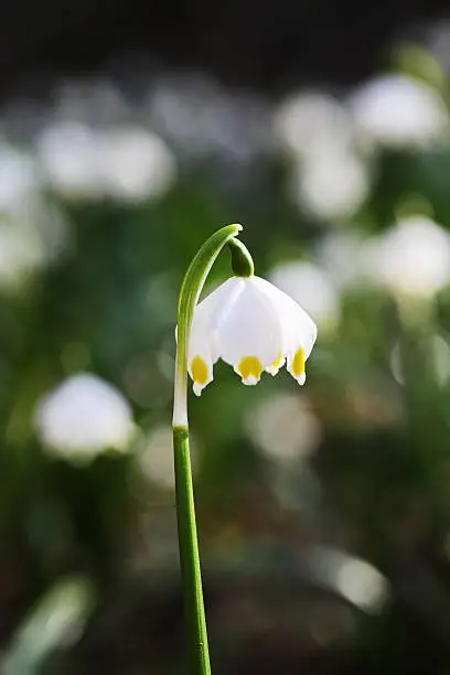 Easter egg meadow snowdrop snowflake outside in the meadow