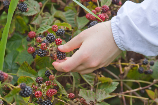 Close up of a hand gathering ripe blackberries in summertime