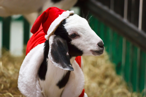 White goat in Christmas or Santa Claus suit look left